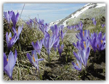 Photo Tours, Pirin Mountain Crocuses