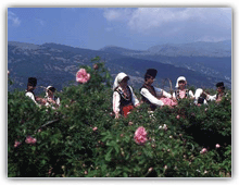Bulgarian Nature: Rose-picking in the Valley of Roses