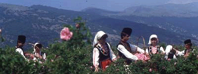 Kazanluk, rose-picking season Kazanluk, rose-picking season